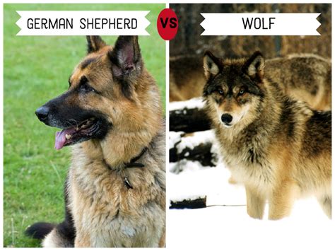 which dogs are the most genetically similar to wolves